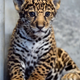 Illustration for article titled Name a Jaguar!